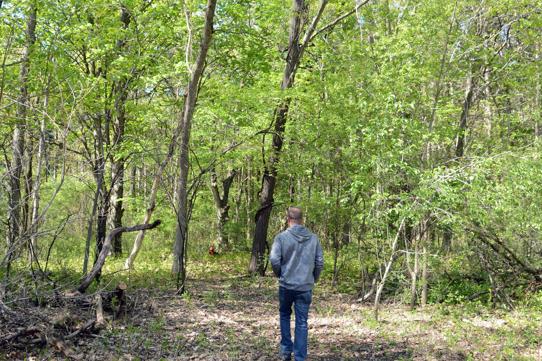 West Baraboo Village Forest